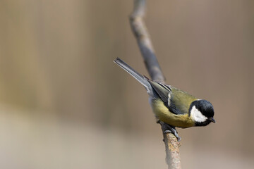 great Tit Parus major, a passerine bird, perched