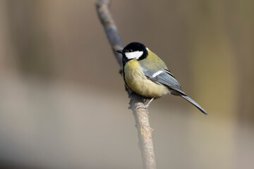 great Tit Parus major, a passerine bird, perched