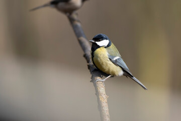 great Tit Parus major, a passerine bird, perched