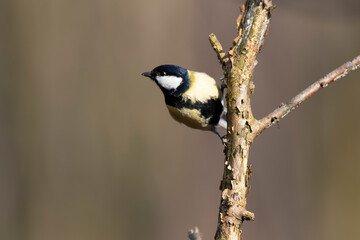 great Tit Parus major, a passerine bird, perched