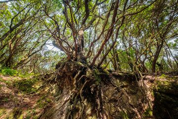 old tree roots, cross-section of forest landscape