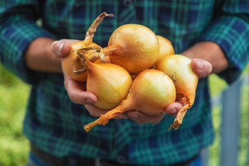 A man farmer is holding a harvest of onions. Selective focus. - obrazy, fototapety, plakaty