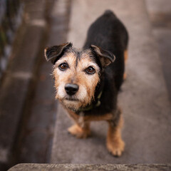 Humphrey
