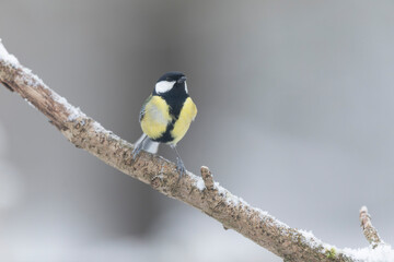 great Tit Parus major, a passerine bird, perched