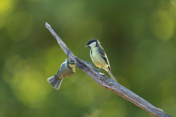 great Tit Parus major, a passerine bird, perched