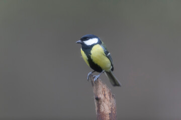 great Tit Parus major, a passerine bird, perched