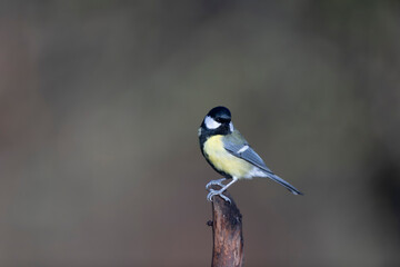 great Tit Parus major, a passerine bird, perched