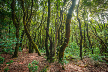 Inside forest, laurel tree landscape,  Anaga Jungle