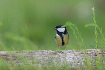 Obraz premium great Tit Parus major, a passerine bird, perched