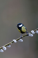 great Tit Parus major, a passerine bird, perched