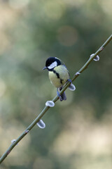 great Tit Parus major, a passerine bird, perched