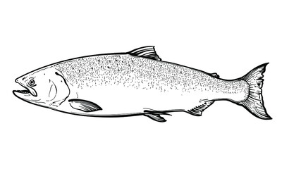 Hand-drawn Salmon. Black and white. Vector sketch of a salmon isolated on a white background.