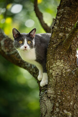 Domestic cat on a tree with nature background