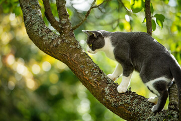 Domestic cat on a tree with nature background