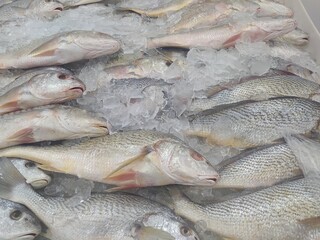Fresh Seafood on ice at the fish market. Fish sale in market. Bunch of raw frozen fish on ice.