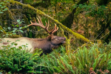 A Roosevelt Elk in the Olympic National Park - obrazy, fototapety, plakaty
