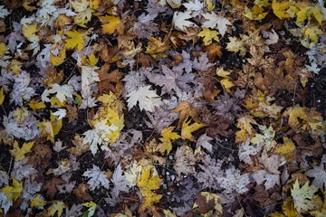 Fotobehang Autumn Leaves Texture © Alexandru