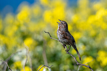 Singing Song Bird in Field of Yellow Flowers