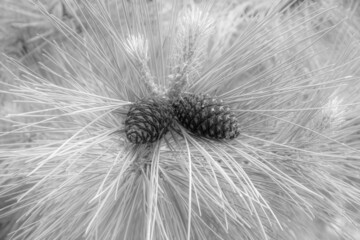 Pine Cones and Needles in Black and White