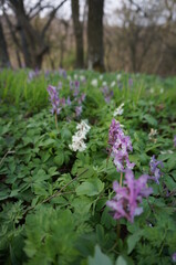Obraz premium Wonderful violett pink and white flowers in high green grass with blurry background