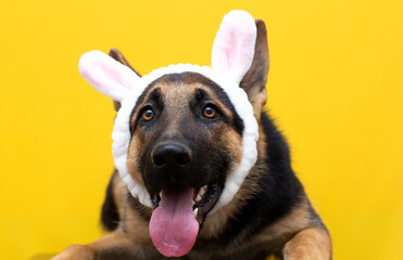 Funny German shepherd in rabbit ears on head.