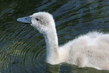 Cygnet on a lake	