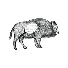 bison animal hand drawing. bison vector illustration