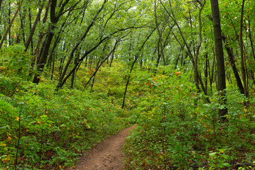 Obraz premium Hiking Trail.