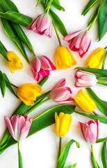 Colorful natural tulips on a white background
