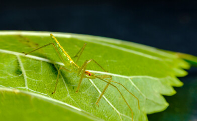 Green Assassin Bug Nymph