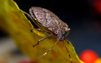 Foto op Canvas Brown Marmorated Stink Bug © Ezume Images