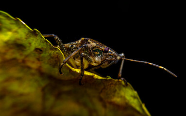 Brown Marmorated Stink Bug