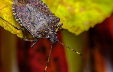 Brown Marmorated Stink Bug