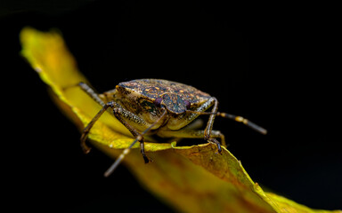 Brown Marmorated Stink Bug