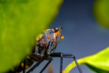 Spotted Lanternfly Lycorma Delicatula