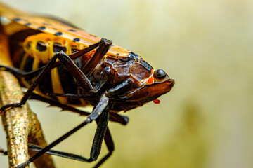 Spotted Lanternfly Lycorma Delicatula