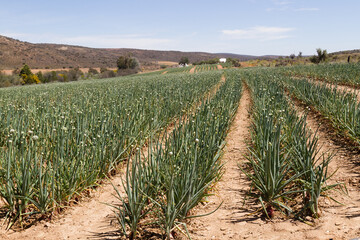 Onion crop for seed
