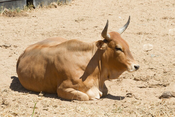 Contented cow in a breeding pen South Africa