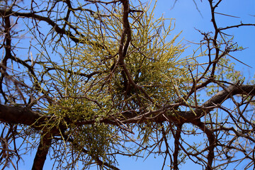 Gamkaberg Nature Reserve, Western Cape:, South Africa: mistletoe