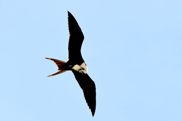 Magnificent Frigatebird (Fregata magnificens) female, isolated, flying over the blue sky.