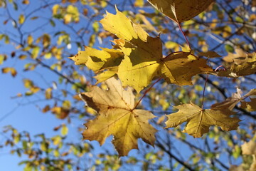 maple leaves in autumn