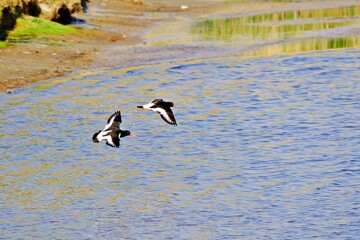 Austernfischer im Formationsflug