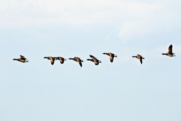 Wildgänse in Formation