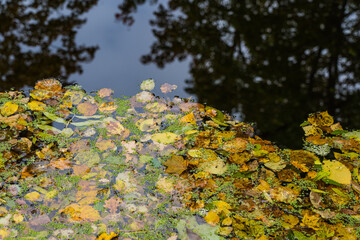 A carpet of autumn leaves in the water.