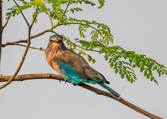 Indian Roller looking in Camera