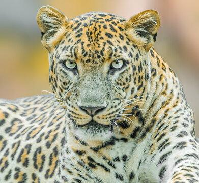 Leopard looking into the camera