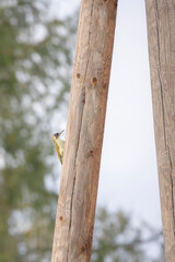 15.10.2021, GER, Bayern, Passau: Ein Grünspecht an einem Telefonmast.