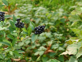 blackberry bush in the garden