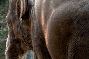 Sumatran Elephants at Ragunan Zoo, Jakarta.