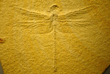 Fossil print of an extinct dragonfly (Cymatophlebia longialata) in UK